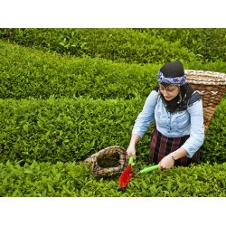 Турски чай Dogus 1000g